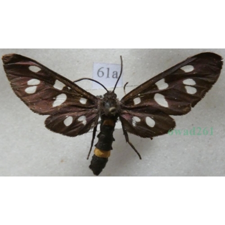 Amata phegea (Linnaeus, 1758) Oblaczek granatek Czech61a